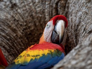 Ein hellroter Ara sitzt in einem Astloch.