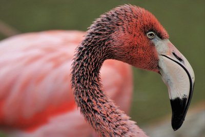 Nahaufnahme eines rosa Flamingos