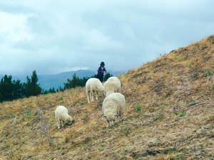 Eine Schafhirtin an einem Berg mit ihren Tieren