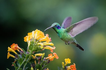 Kolibri fliegt vor einer Blume