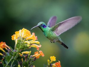 Kolibri fliegt vor einer Blume