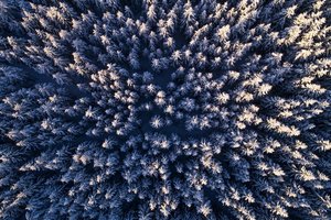 Verschneite Bäume mit der Drohne aufgenommen