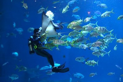 Taucher in Galapagos mit einem Rochen und vielen Fischen