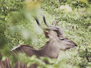 Kudu in Großaufnahme