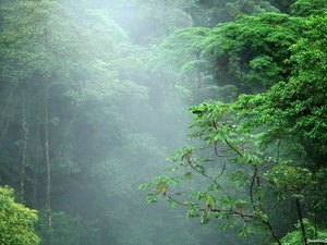 Nebelwald in Monteverde