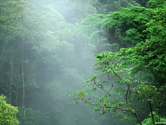 Mittelamerika-CostaRica-Landschaft-Monteverde-Nebelwald Nebelwald in Monteverde
