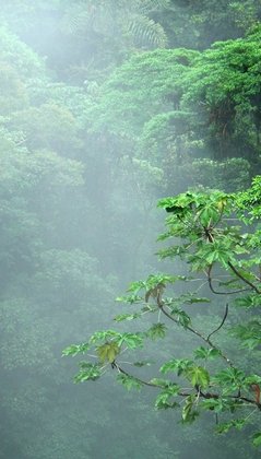 Nebelwald in Monteverde