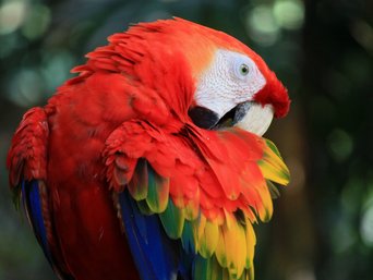 Costa Rica Scharlachara Bunter Scharlachara