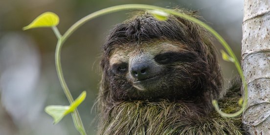 Faultier Costa Rica Reise - Faultier Tour