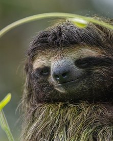 Faultier an einem Stamm mit einer Ranke ums Gesicht