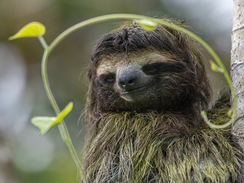 Faultier an einem Stamm mit einer Ranke ums Gesicht