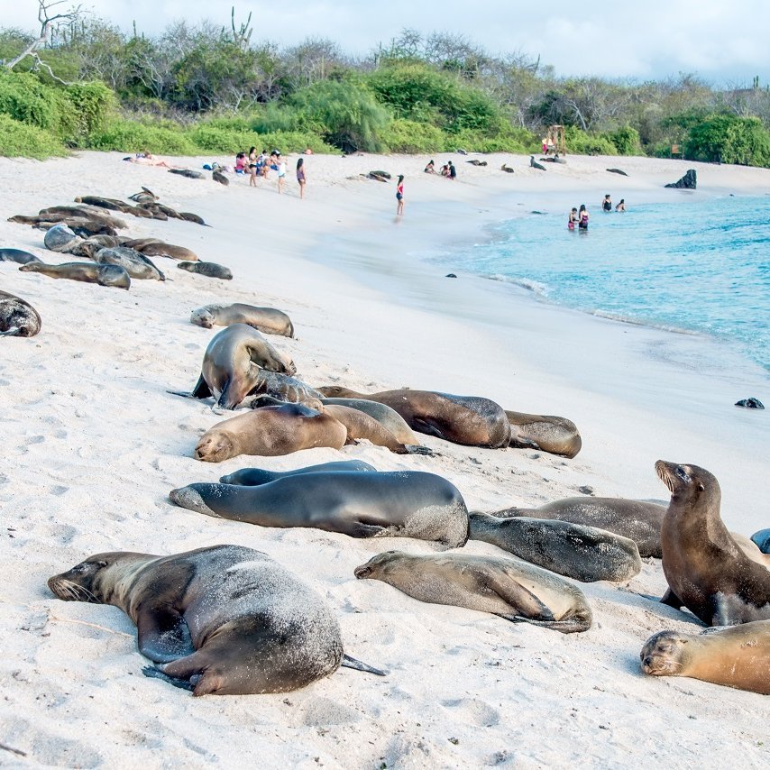 Horde Seelöwen sonnen sich am Strand auf Galapagos