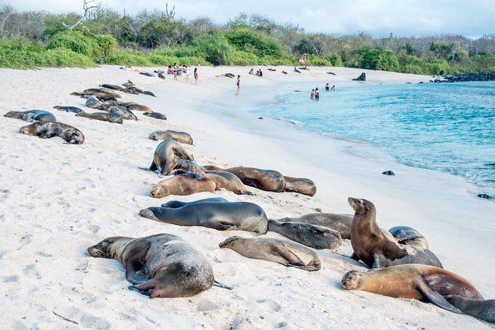 Horde Seelöwen sonnen sich am Strand auf Galapagos