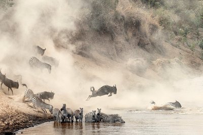 Gnus und Zebras schwimmen durch einen Fluss während der Masai Mara