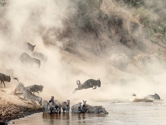 Tansania, Kenia Masai Mara Gnus und Zebras schwimmen durch einen Fluss während der Masai Mara