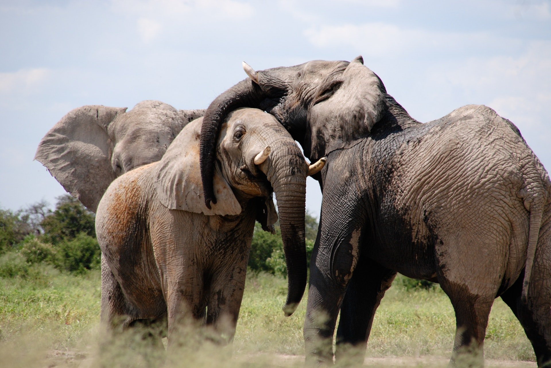 Elafanten beim spielerischen Kämpfen