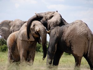 Elafanten beim spielerischen Kämpfen