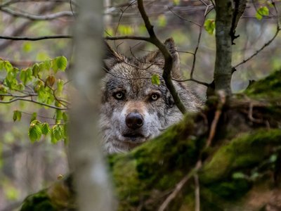 Ein Wolf schaut durch das Geäst