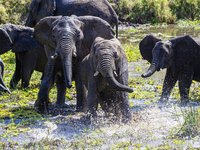 Elefanten baden sich im Fluss