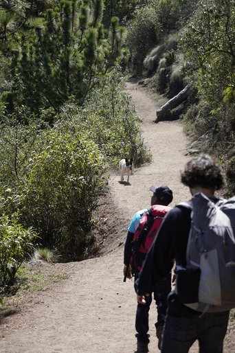 Zwei Menschen und ein Hund auf einem Wanderweg am Vulkan Acatenango