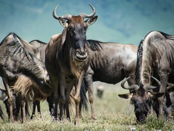 Gruppe von Gnus im Gras