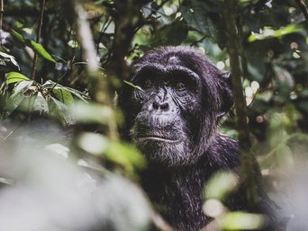 Schimpanse im dichten Dschungel Ugandas