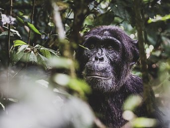 Schimpanse im dichten Dschungel Ugandas