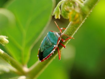 Bunter Käfer auf einem Blatt