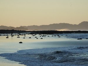 Meeresschildkröten am Strand bei Sonnenaufgang