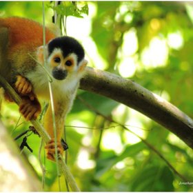 Totenkopfäffchen auf einem Baum in Costa Rica