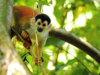Totenkopfäffchen auf einem Baum in Costa Rica