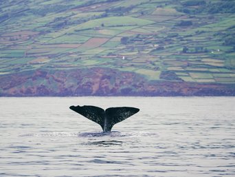 azoren beste reisezeit