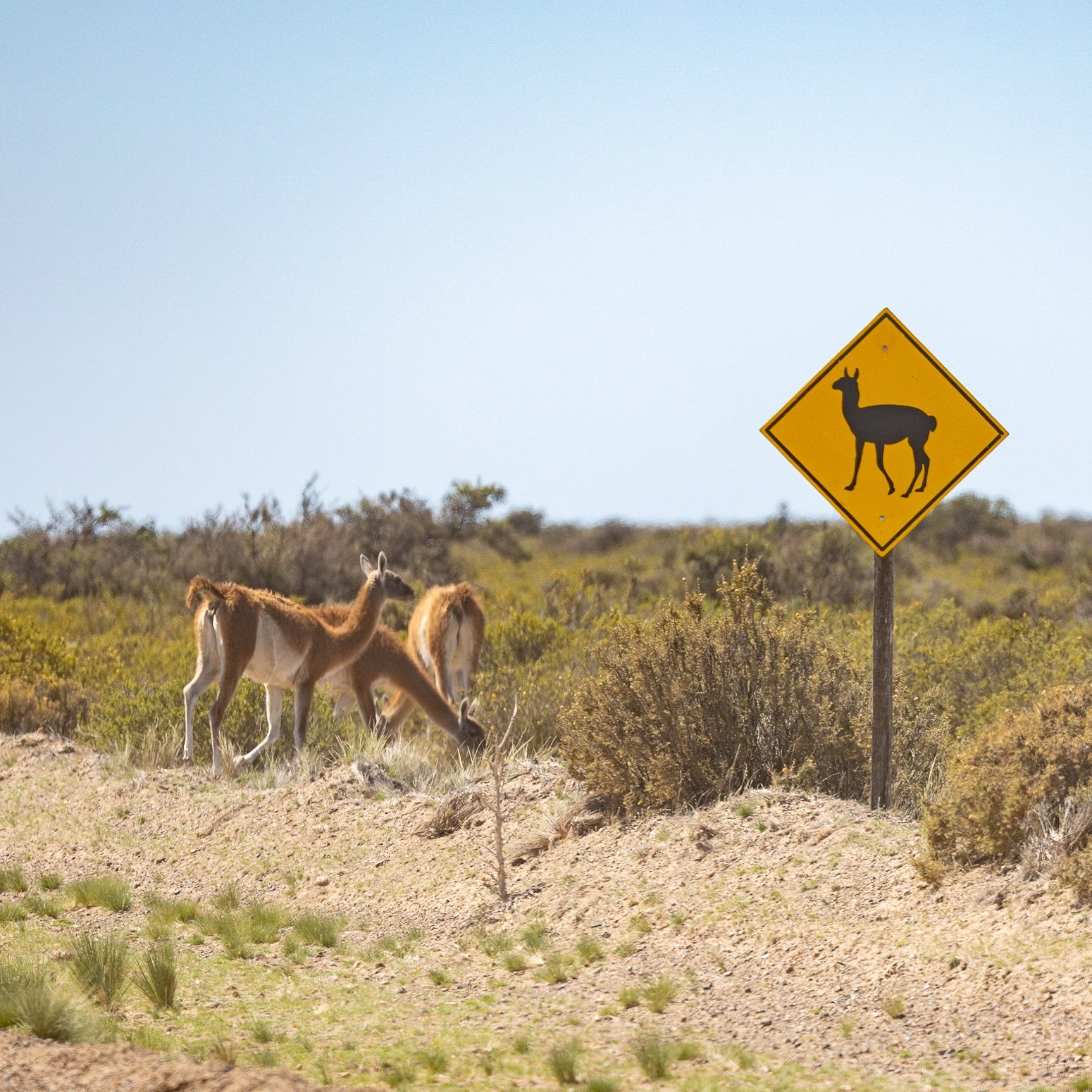 Guanakos neben einem Straßenschild, dass vor Guanakos warnt