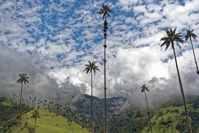 Wachspalmen in Kolumbien
