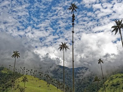 Wachspalmen in Kolumbien