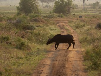 Kaffernbüffel streift durch die Landschaft und bleibt auf Weg stehen