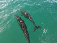 Zwei Delfine im Meer vor Costa Rica