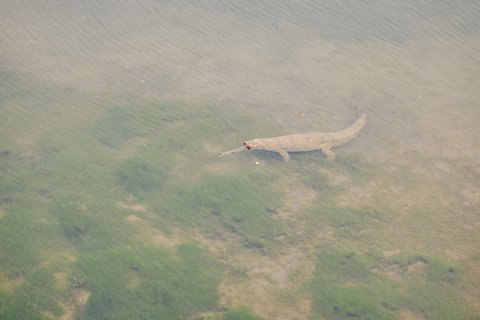 Ein Gangesgavial unter Wasser, im flachen Wasser