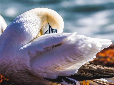 Basstölpel putzt seine Gefieder