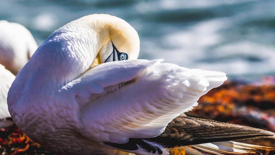 Basstölpel putzt seine Gefieder