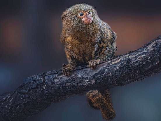 Zwergseidenäffchen auf einem Ast