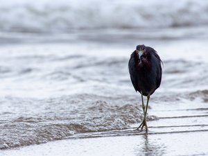 Ein Blaureiher sucht einen Strand nach Nahrung ab