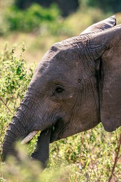 junger Elefant beim Fressen