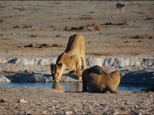 Löwen am Wasserloch trinken