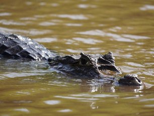 Ein Kaiman schwimmt im braunen Wasser