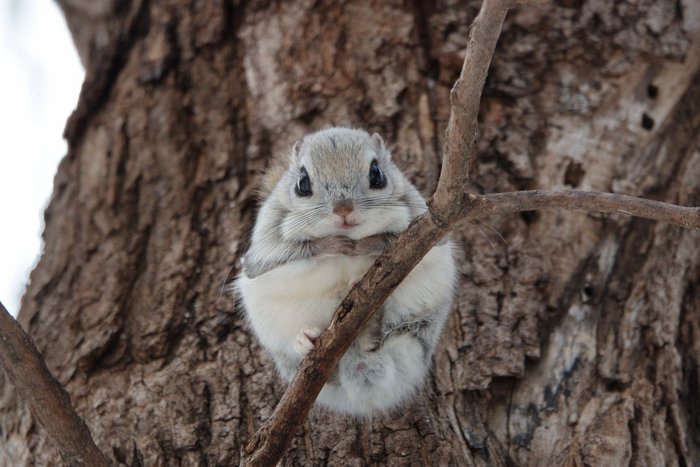 Europäisches Gleithörnchen auf einem Ast