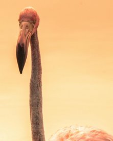 Rosa Flamingo auf den Galapagos Inseln, Santa Cruz