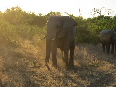 Elefant im Licht des Sonnenuntergangs