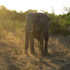 Elefant im Licht des Sonnenuntergangs