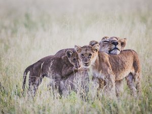 Löwenbabys haben sich versammelt